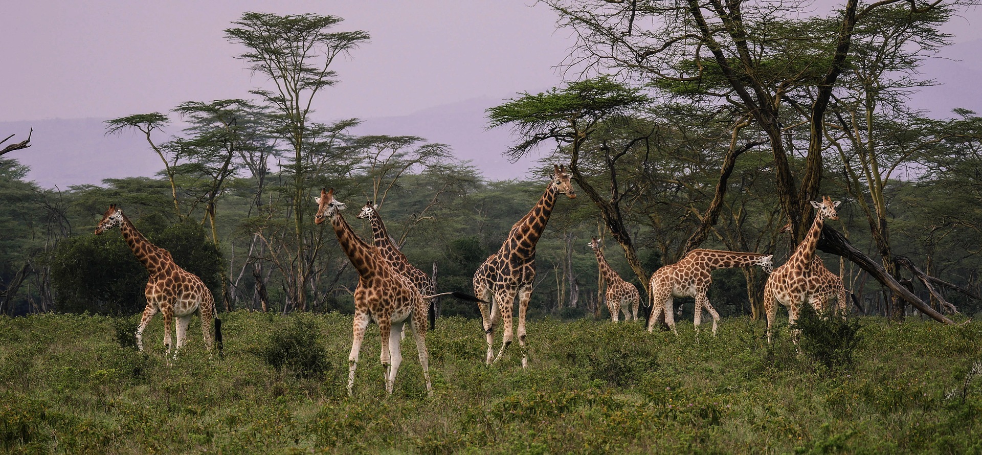 7-Day Safari- Serena lodges