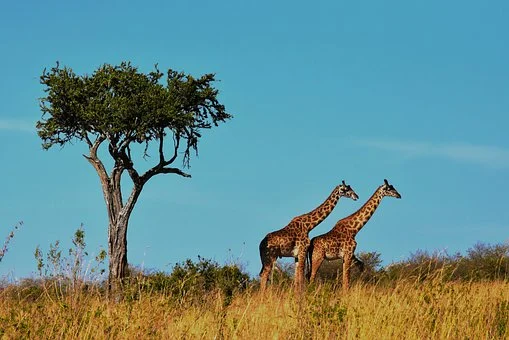 10 days-Kenya and Tanzania Midrange Safari