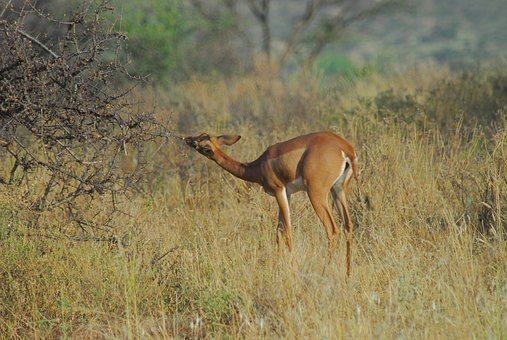 13-Days Kenya and Tanzania Safari