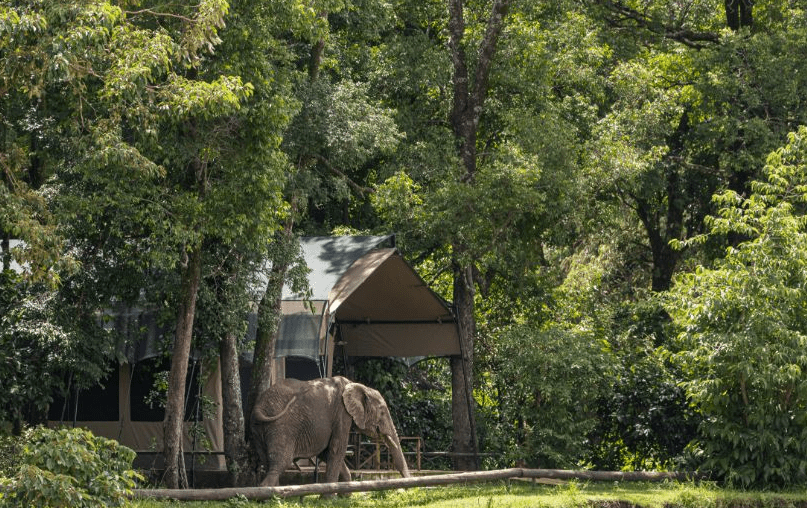 5-Day Stay 4 Pay 3 Flying in Safari to Governor's Camp Masai Mara