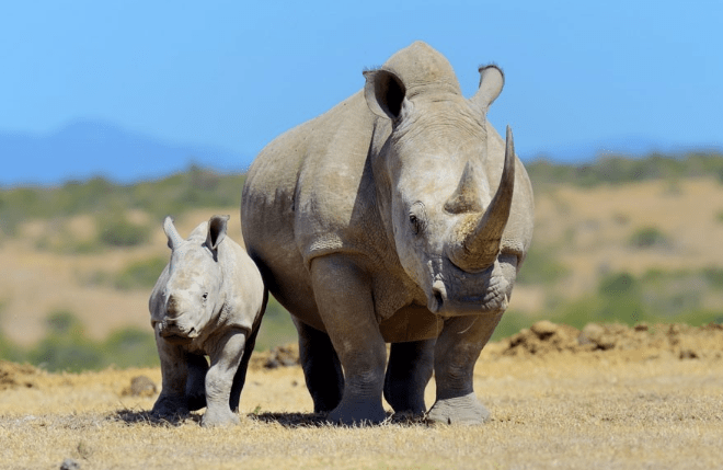 10 Days Kenya and Tanzania Safari