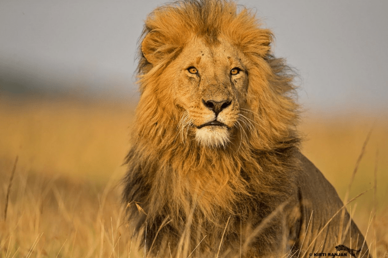 12-Day Kenya-Tanzania Signature Safari