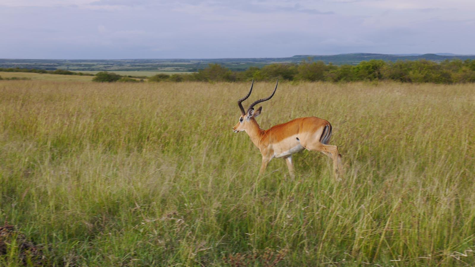 5-Day Stay 4 Pay 3 Flying Safari to the Masai Mara