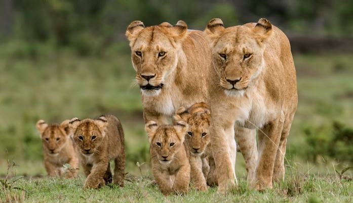 7 Days Kenya Tanzania Group Joining Safari
